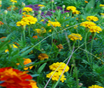 Garden Flow