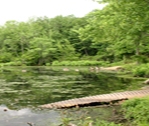 Green Forest