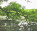 Tree Bent