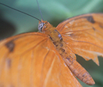 Bronx Butterfly 3
