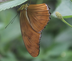 Bronx Butterfly 4