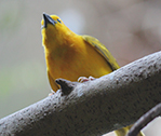 Goldfinch 2