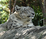 Snow Leopard