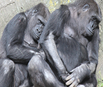 Romance Ape