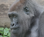 Ape 2
