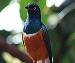 Birdy 2