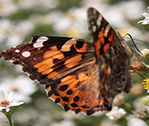 Butterfly Jen's 2