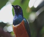Birdy 3