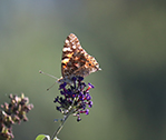 Butterfly More