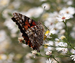 Jens Butterfly