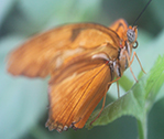 Butterfly Classic