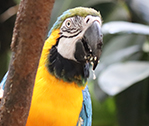 Parrot Drool