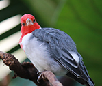 Birdy 4