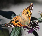 Butterfly Central