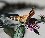 Central Butterfly