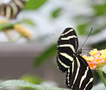 Black Butterfly