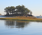 Tree Island