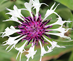Open White