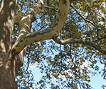 Tree Angle