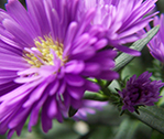 Aster Classic