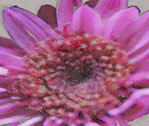 Bud of Pom