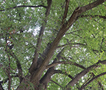 Gina Tree 2