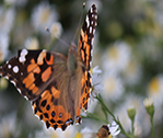 Buterfly Bee