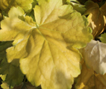 Yellow Leaves