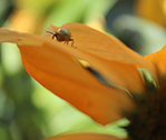 Bug Plant