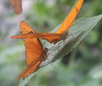 Butterflies West
