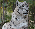 Snow Leopard 6
