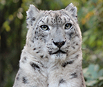 Snow Leopard 5