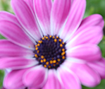 Flower Blur