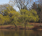Tree Island 3