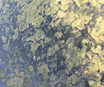 Moss is sweet