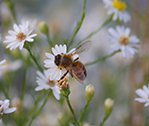 Bee 910