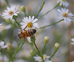 Bee 910 2