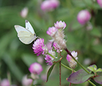 Butterfly Michelle