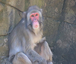 Monkey Type