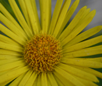 Yellow Closeup