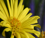 Yellow 2nd Close