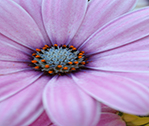 Pink no Vibrance