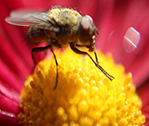 Bee Flower