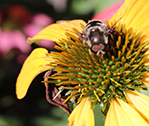 Bee Yellow