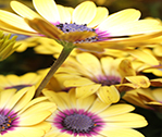 Yellaws