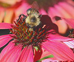 Bee Red