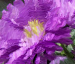 Wetness of Aster